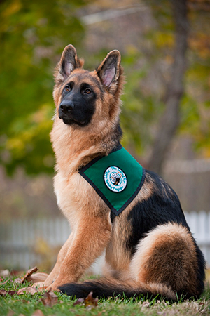 A sheppard service dog wearing a green vest. The dog is outdoors looking toward the camera.